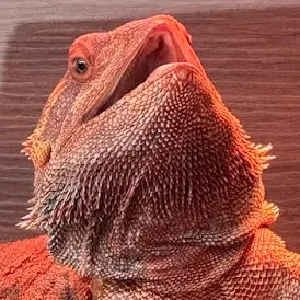 Wrex!