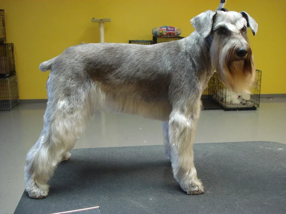Like a stately old man A grey and white Schnauzer standing on a groom table. It has a very good, clean pet groom.