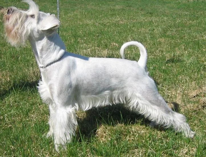 A white Schnauzer standing outside in a stretch position. Its skirt (lower hair) is excessively long with a harsh length cutoff compared to its body fur