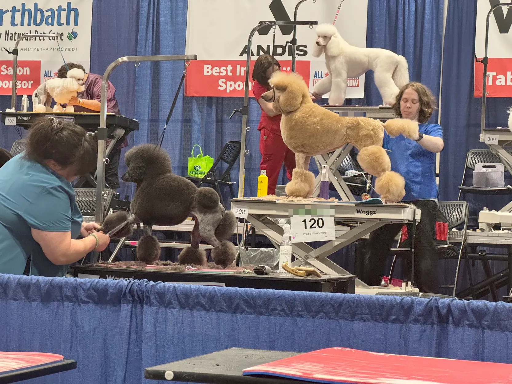 Photo of a poodle grooming contest. Poodles of various size and color (white, red, and black) are being groomed on a stage by various women
